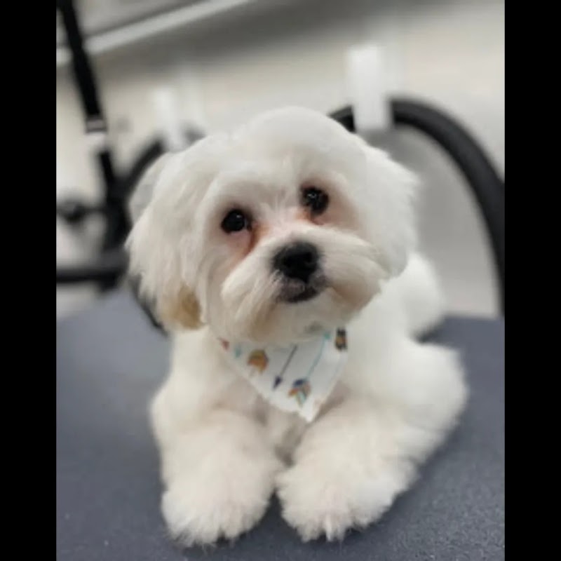 Alpha Grooming Pet Salon